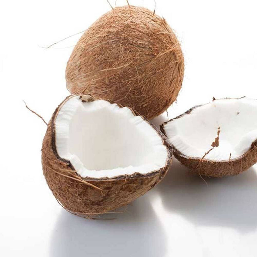 Coconut Collection